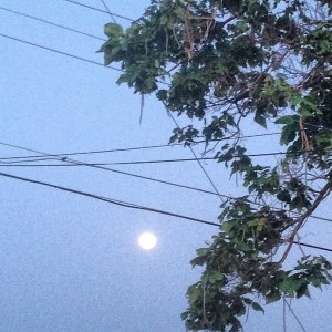 I took this photo early Sunday morning. I woke up because the moon was still so bright, and then decided to get up and take this picture. 